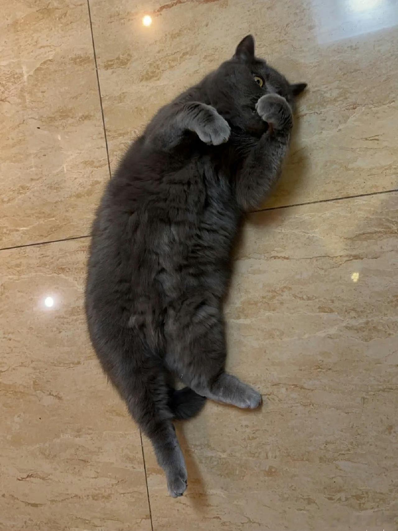 怀孕12周的时候婆婆跟我发的微信小猫以为人也是怀孕两个月就生