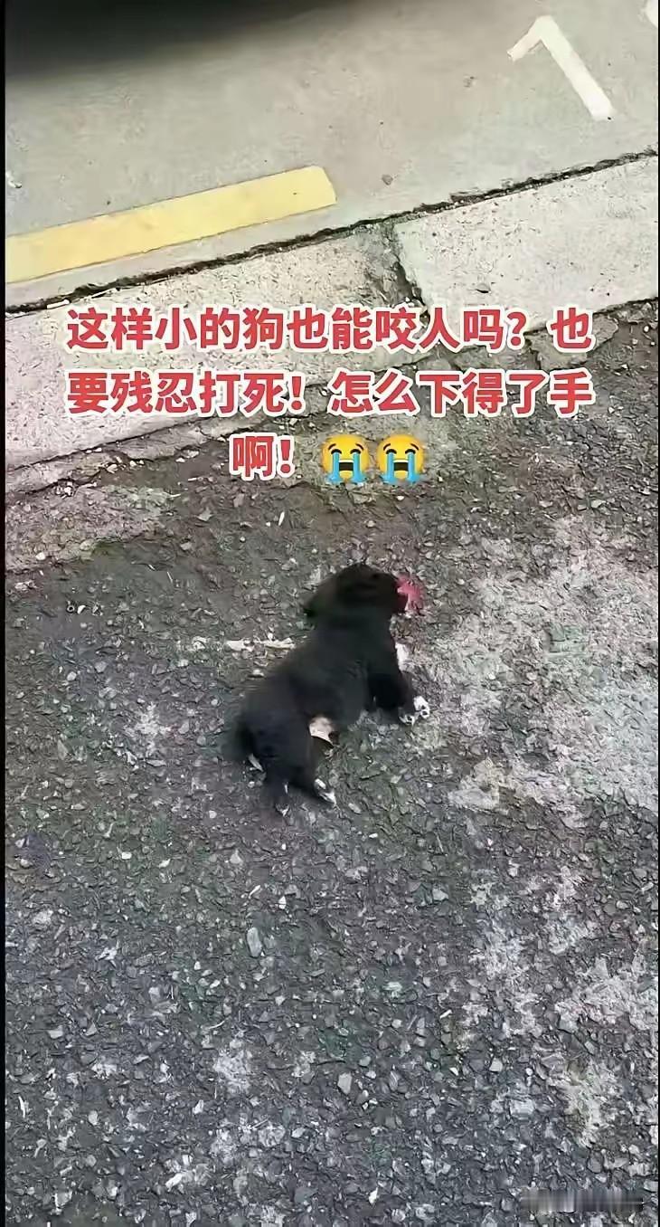 小流浪狗想和小女孩玩耍，被小女孩父亲活活摔死。这条小狗很小就被丢弃了平时主要周边