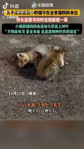 近日，北京，一男子深夜发现一只小奶猫守在去世的猫妈妈身边，当他停车返回去寻找时，