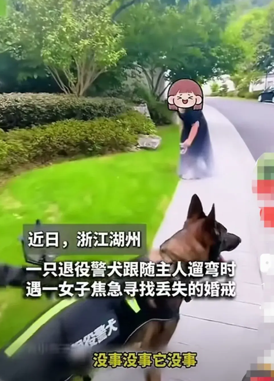 近日，浙江湖州一只退休警犬跟主人在小区楼下遛弯时，遇到一名在草丛中焦急寻找婚戒的