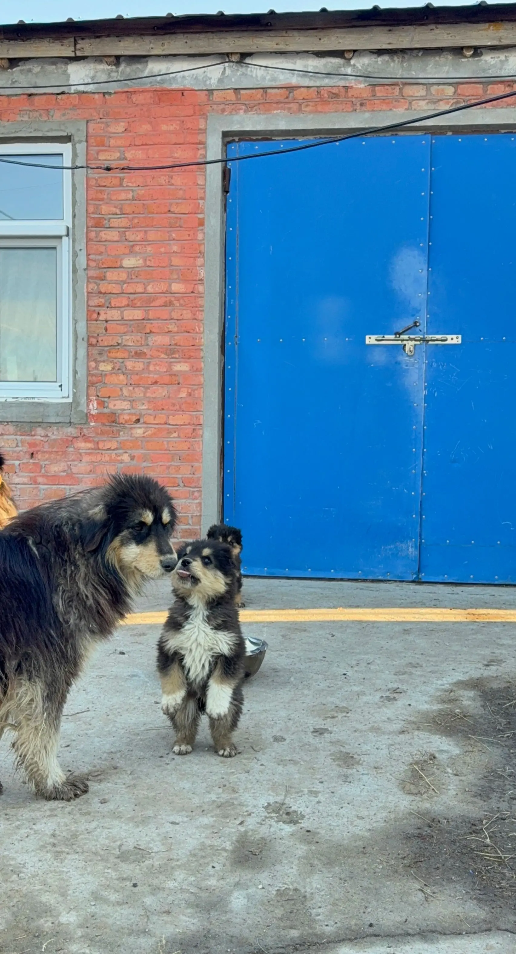 我们牧场的4号母犬，慢慢的从丑小鸭成长为一个白天鹅了，亚成年母犬，其中...