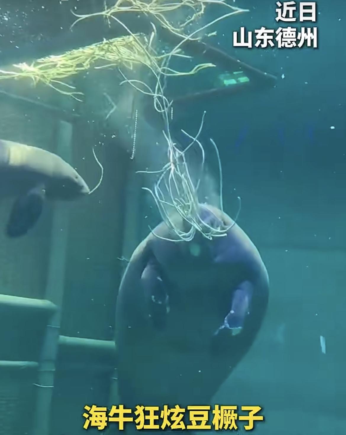 山东德州，一水族馆里的海牛被投喂豆橛子，网友笑不活了，连海牛在山东也逃不掉吃豆角