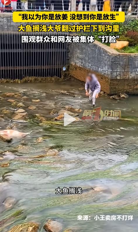 云南某河坝处，两条大鱼被石头卡在河中央。一位大爷见状翻越围栏跳下水，起初众人以为