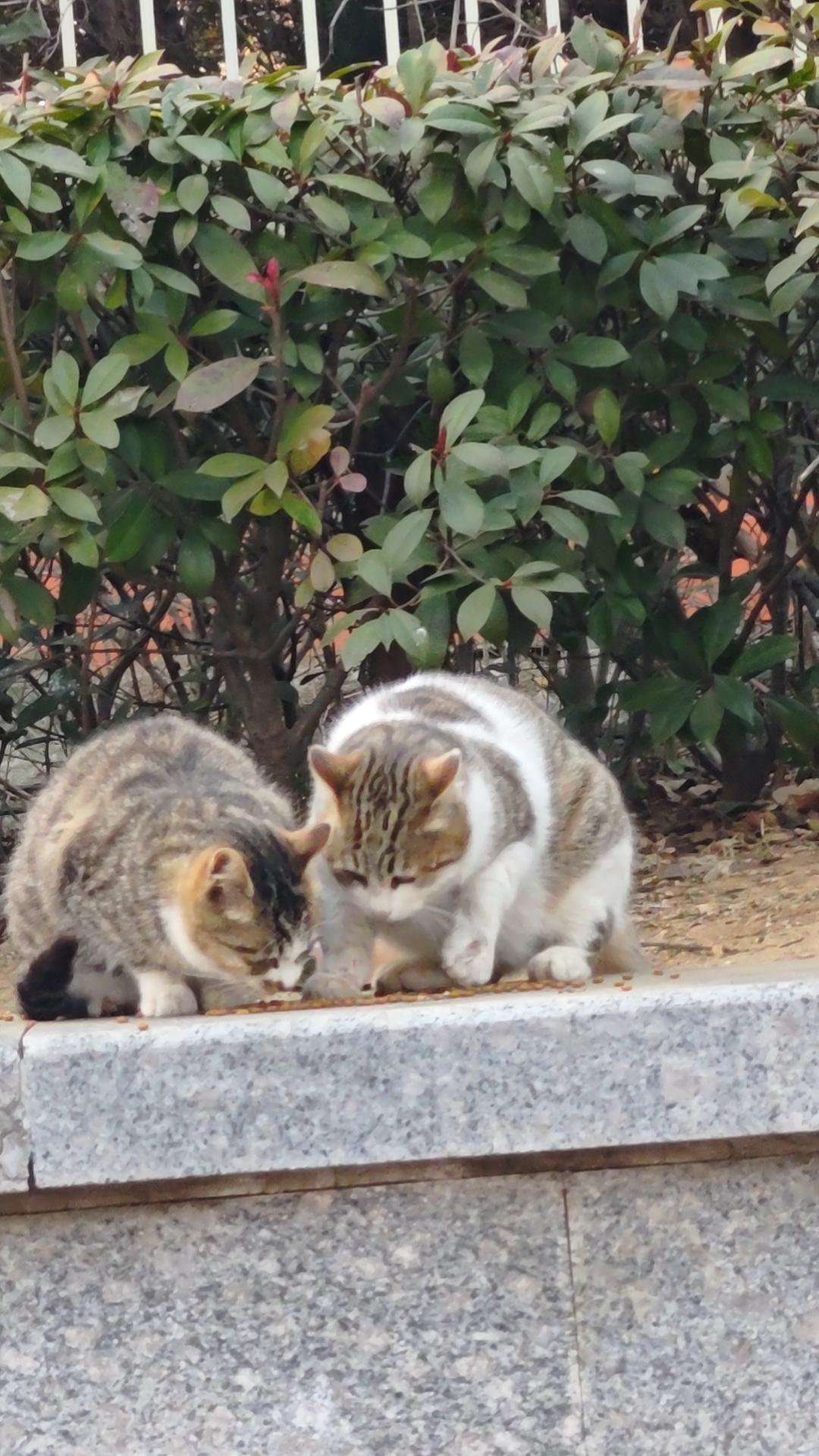 今天头一回过来喂流浪猫。[比心]前两天经过的时候发现路边有五六只流浪猫，一只只都