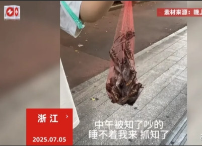 这简直是捡钱啊！”7月5日，浙江男子被知了吵得午睡不成，抄起杆子怒而反击。谁料1
