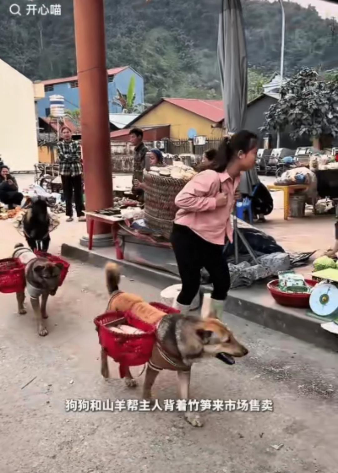 暖刮我了！”一女孩背着一大筐竹笋来市场售卖，她后面还紧跟两只狗和一只羊，没想到的