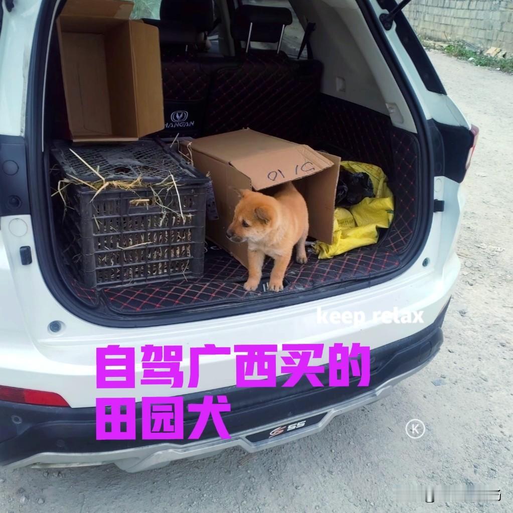 四川南充的一个小伙，特别喜欢中华田园犬，于是便自驾到广西，找寻一只自己心仪的小狗