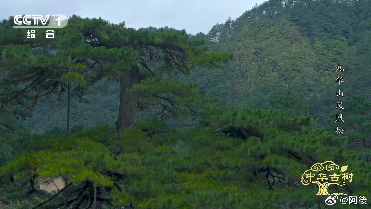 风一吹千年古松秒变展翅凤凰约1400岁古松树像一只大凤凰最让我着迷的是那根低垂
