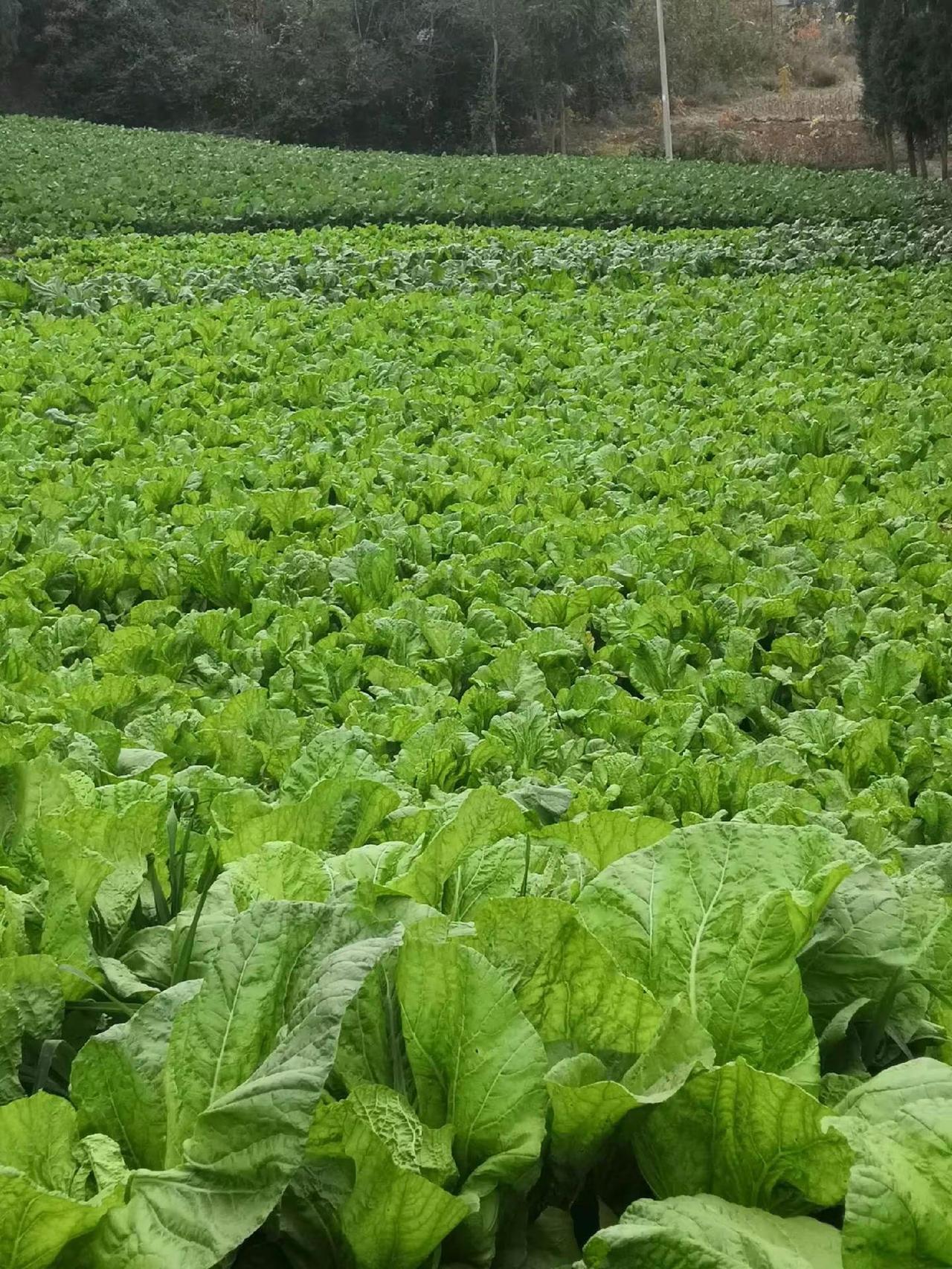 农村生活日常辣椒种植我的农村生活农业种植农村生活记录