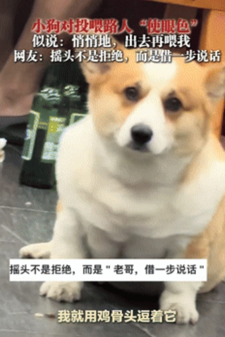 “要成精了！”四川一男子在饭店就餐时，发现老板养的狗狗在盯着他看，男子心血来潮，