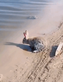 涨姿势了兔子竟然会游泳！