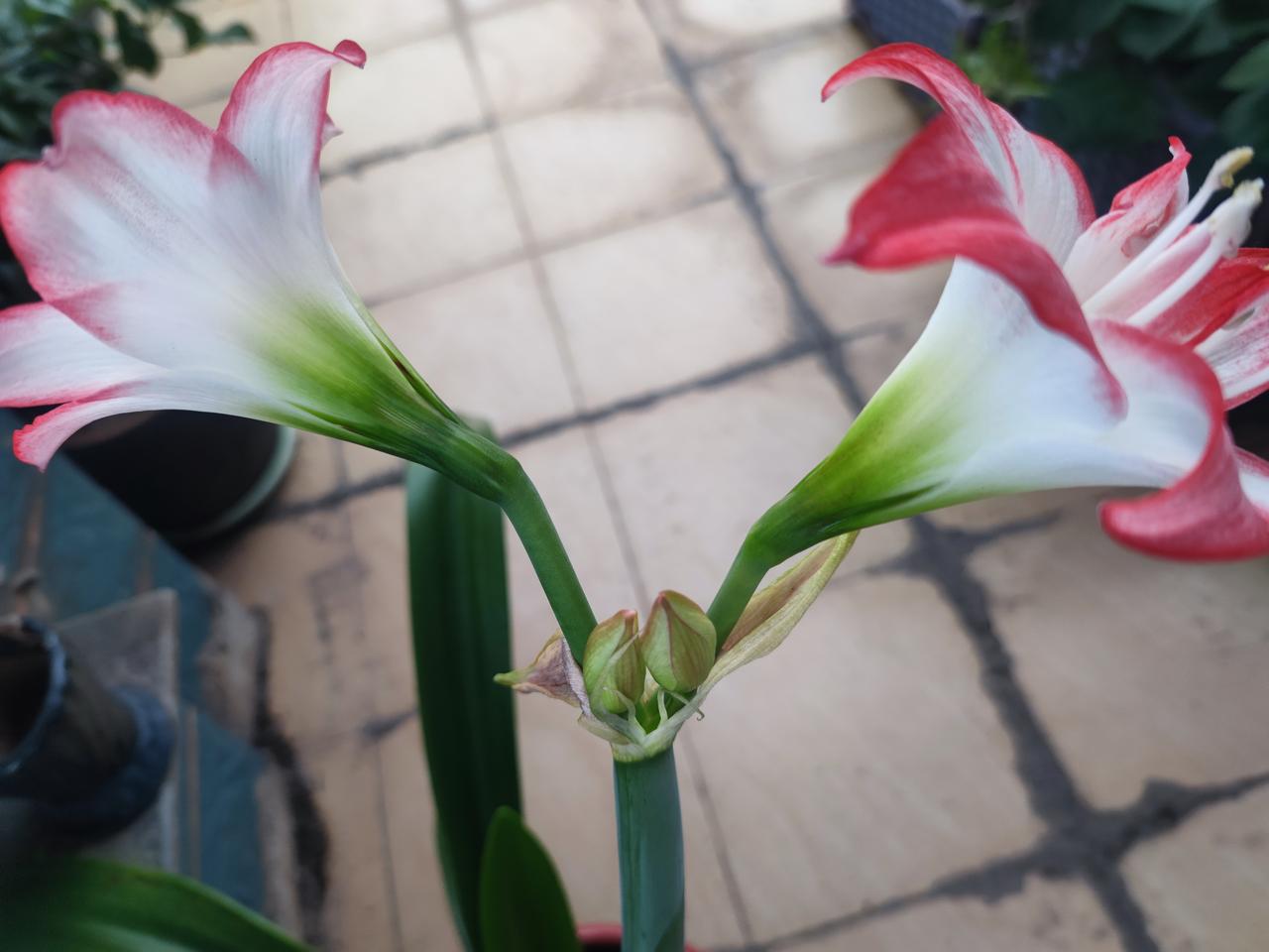 花开两对！​阳台的朱顶红，去年前年都没开，​今年春天来一对，​估计是为了补