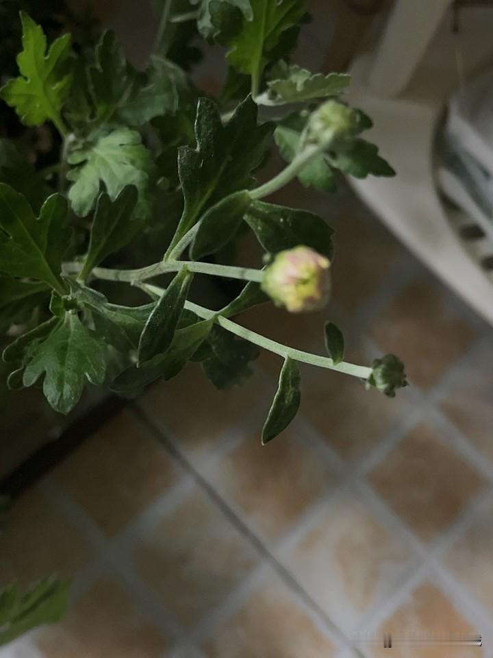 年前的菊花已经枯萎，我把老桩都剪了，最近气温上升，不久便冒出了新枝叶。大前天