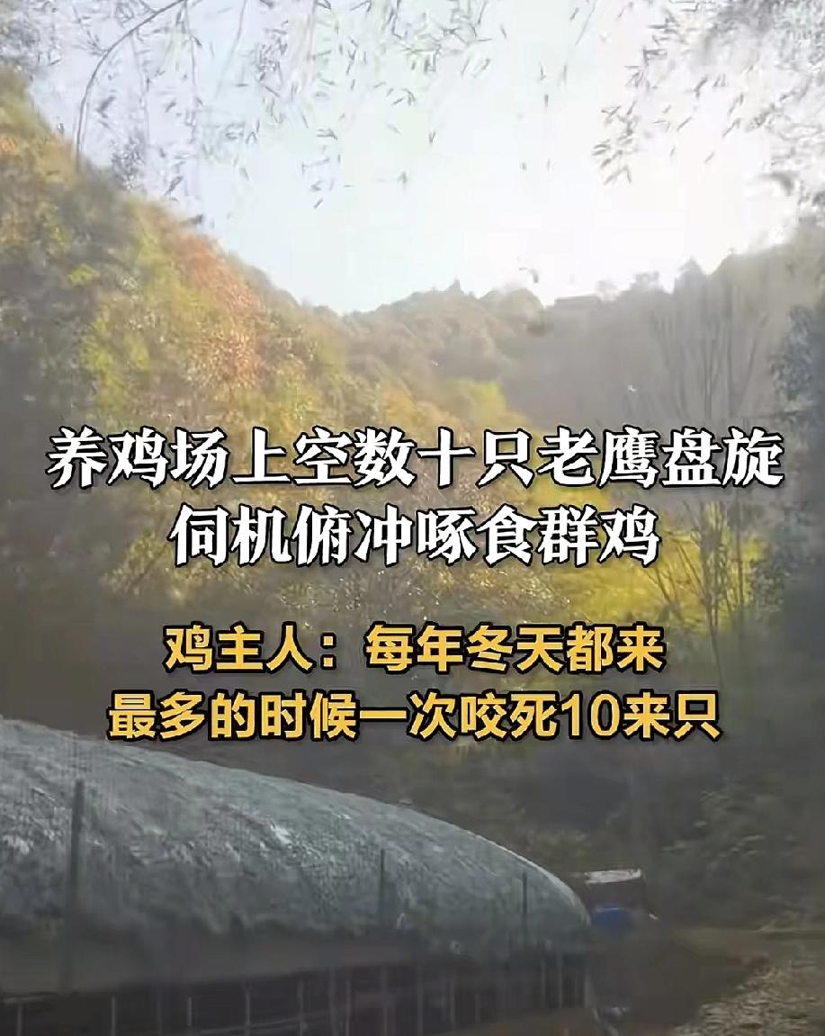 在浙江一养鸡场，鸡主人养了300只鸡，只要天气冷的时候，老鹰就会在天空中盘旋，多