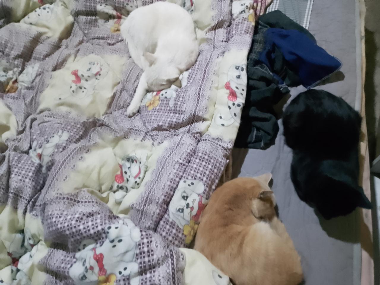 我都穷死了，3只猫咪了，又来了一只身体差的流浪白猫。