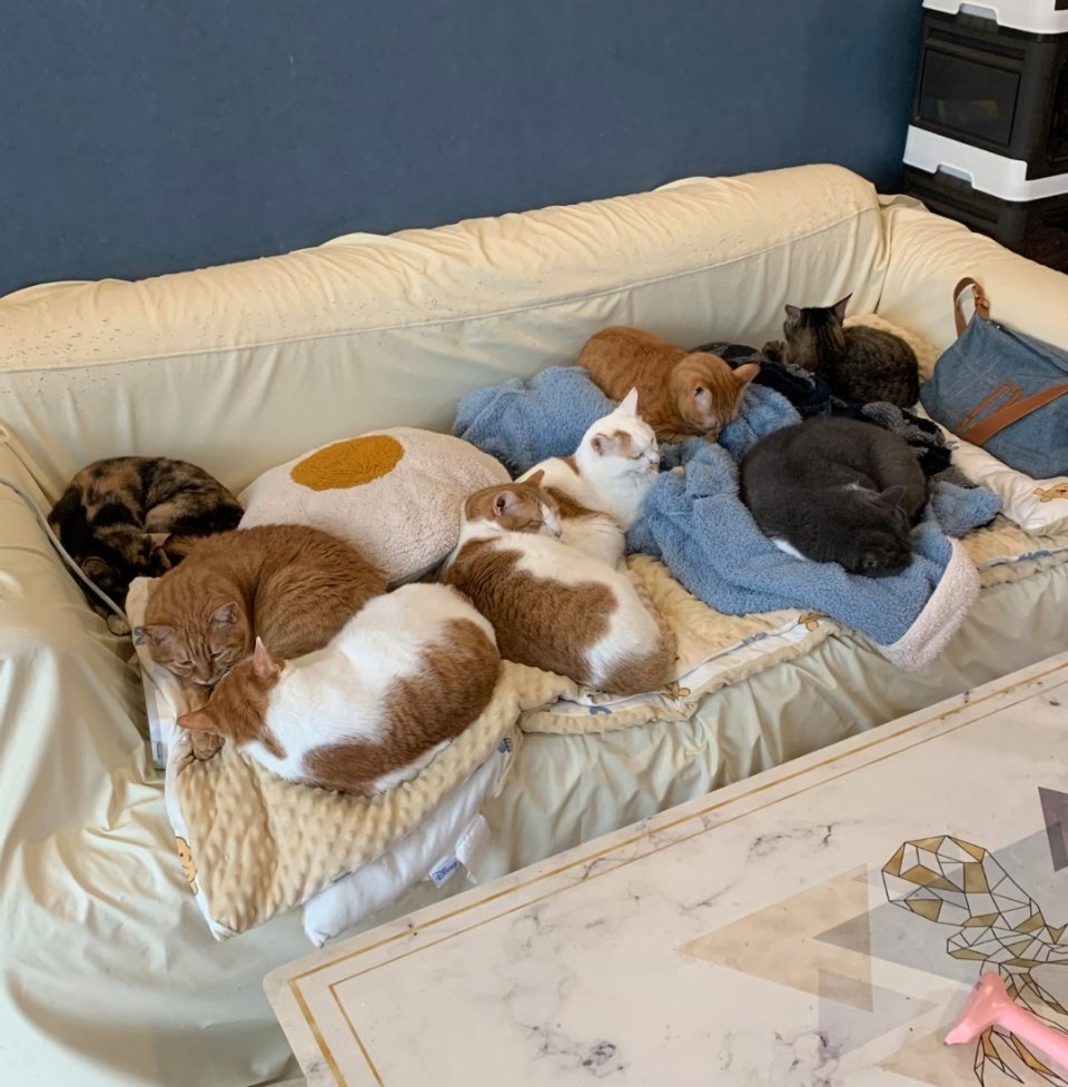 萌宠好几年前，一个温暖的早晨