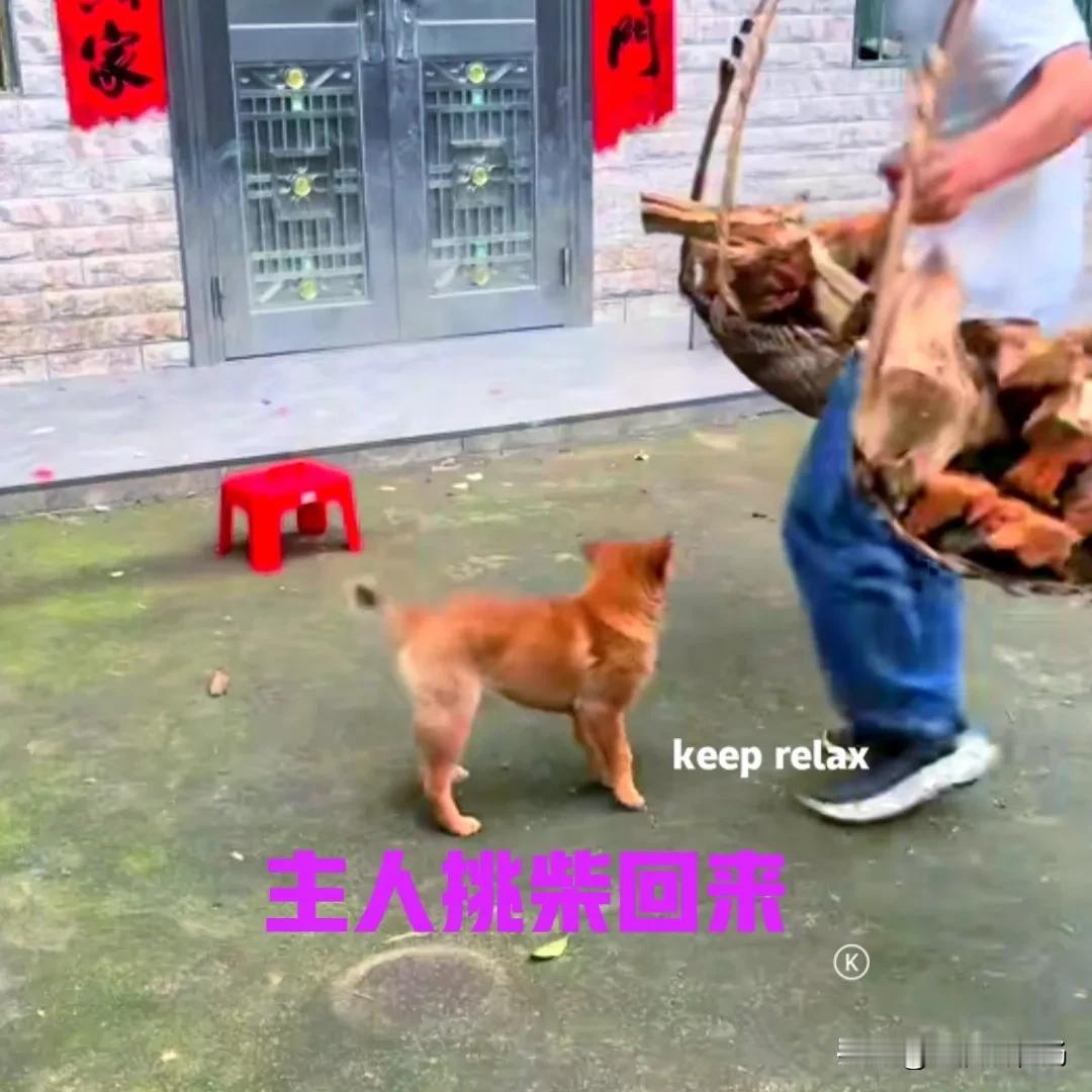 主人挑柴回来，小狗立马迎了上去。小狗不停地摇着尾巴，看到主人累得满头大汗，小狗立