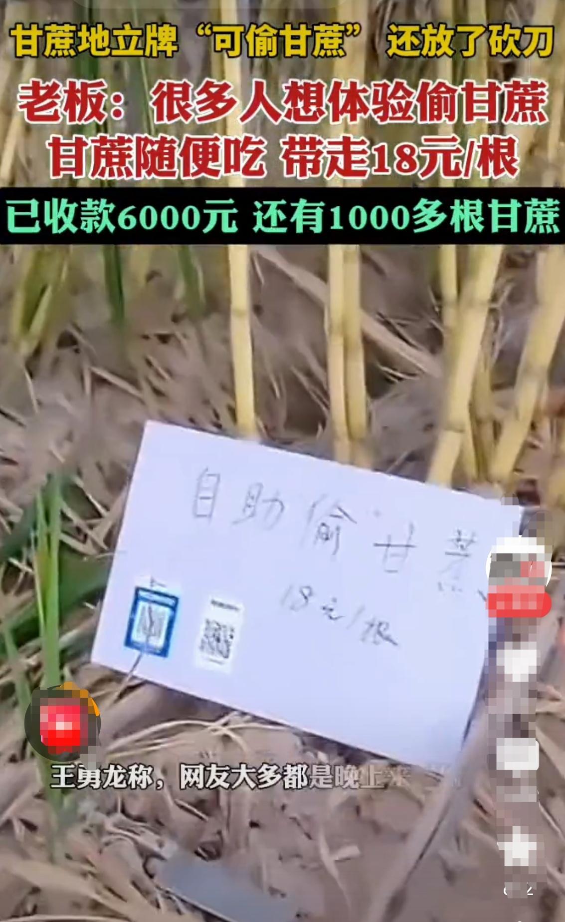 甘蔗地惊现“自助偷窃区”?老板这波操作太会玩!“地头立牌,砍刀自取,甘蔗任偷!
