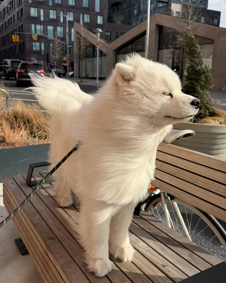 萨摩耶：妈，风好大，咱别遛了吧