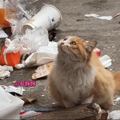 落难的公主[哭哭]有的猫命好，有的猫温饱都成问题[哭哭]