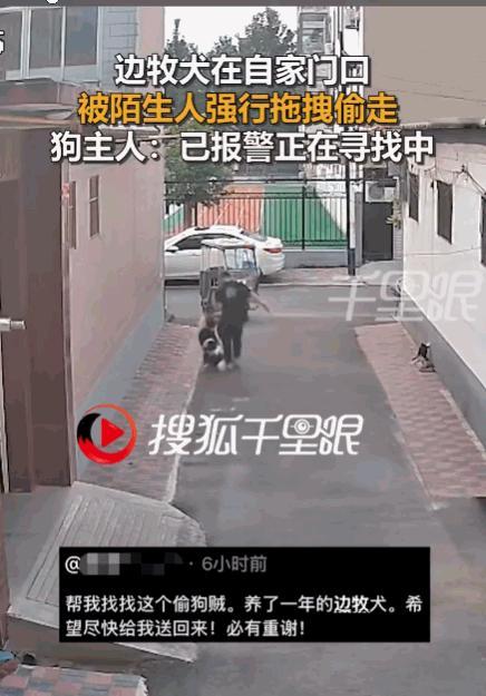 太猖狂了！河北石家庄，一男人鬼鬼祟祟地徘徊着。突然对着人家门口温顺的边牧下了死手