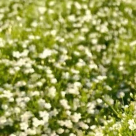 2200满天星种植方法1.准备土壤：选择疏松、透气、排水良好的微碱性或中性土壤