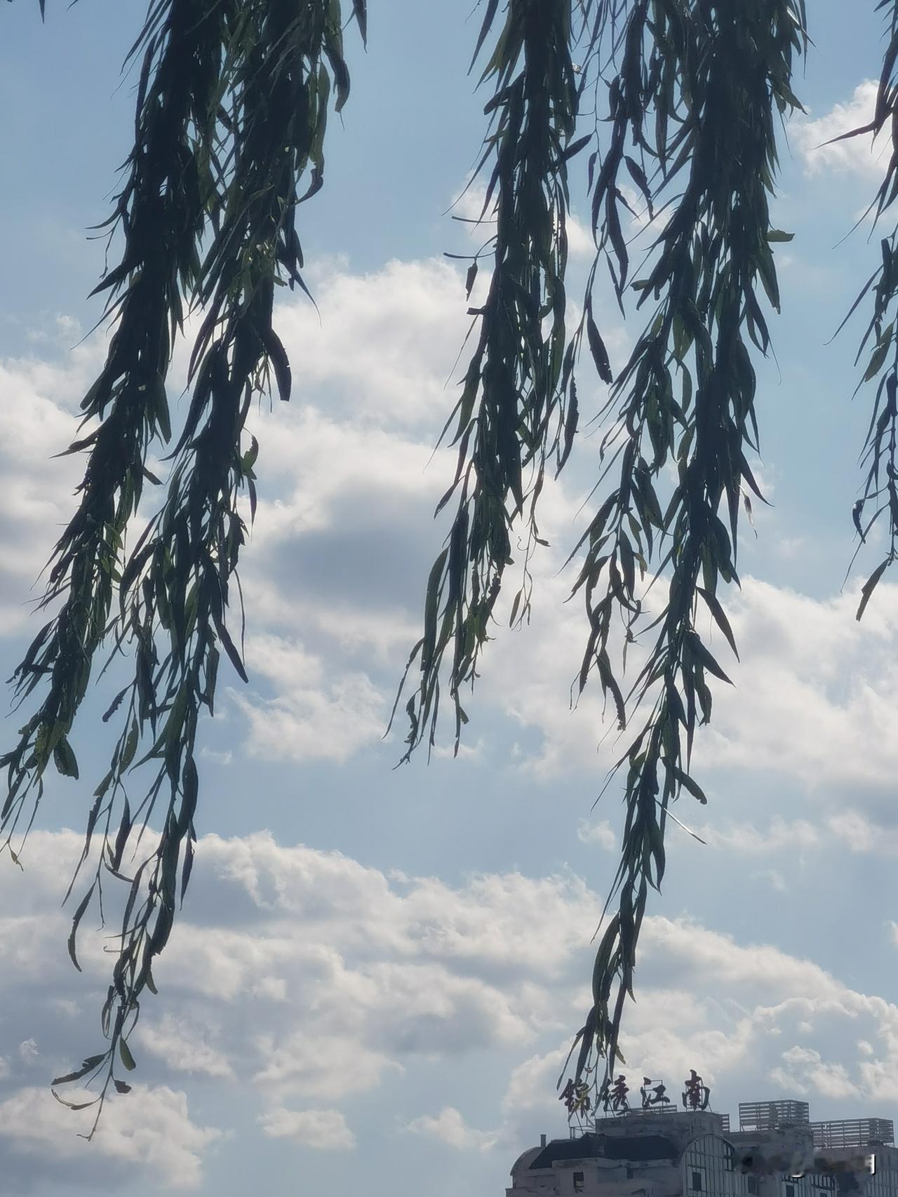 七律·把酒问天浊酒倾杯望碧天，浮生起落几堪怜。星垂旷野明如烛，云渡寒空淡