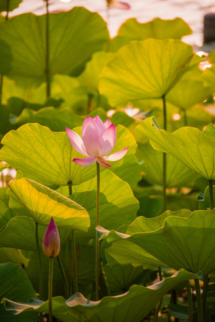 以荷花之名赴一场仲夏之约​​​​