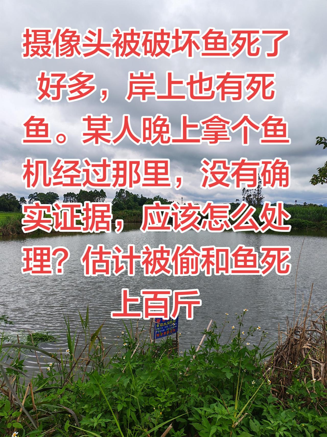 大家养鱼有没有遇见这种情况，被人家偷鱼或者网鱼的？养鱼养鱼日记农村生活农村