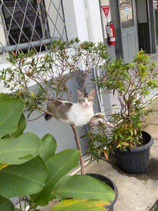 这树多久没洗澡了，都长猫了。