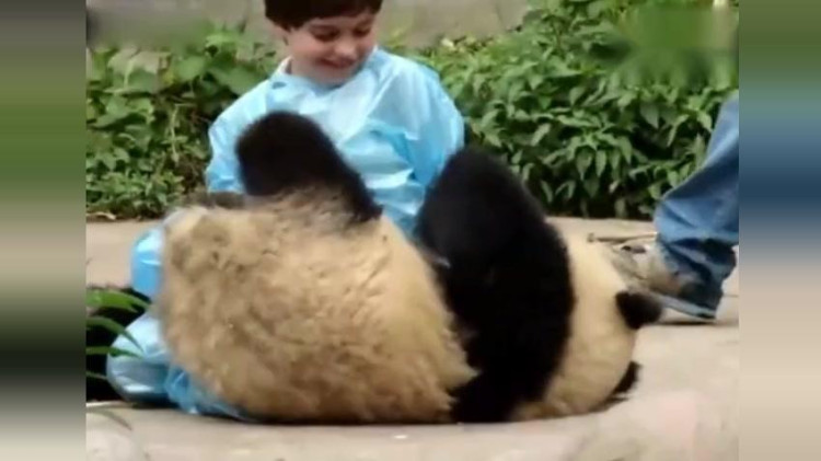 外国小囧娃想要陪着熊猫宝宝睡个觉