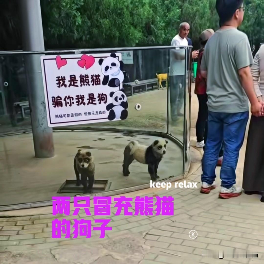 真是没有想到，一个野生动物园，竟然把两只狗子，化妆成熊猫的样子，以此来忽悠进园的