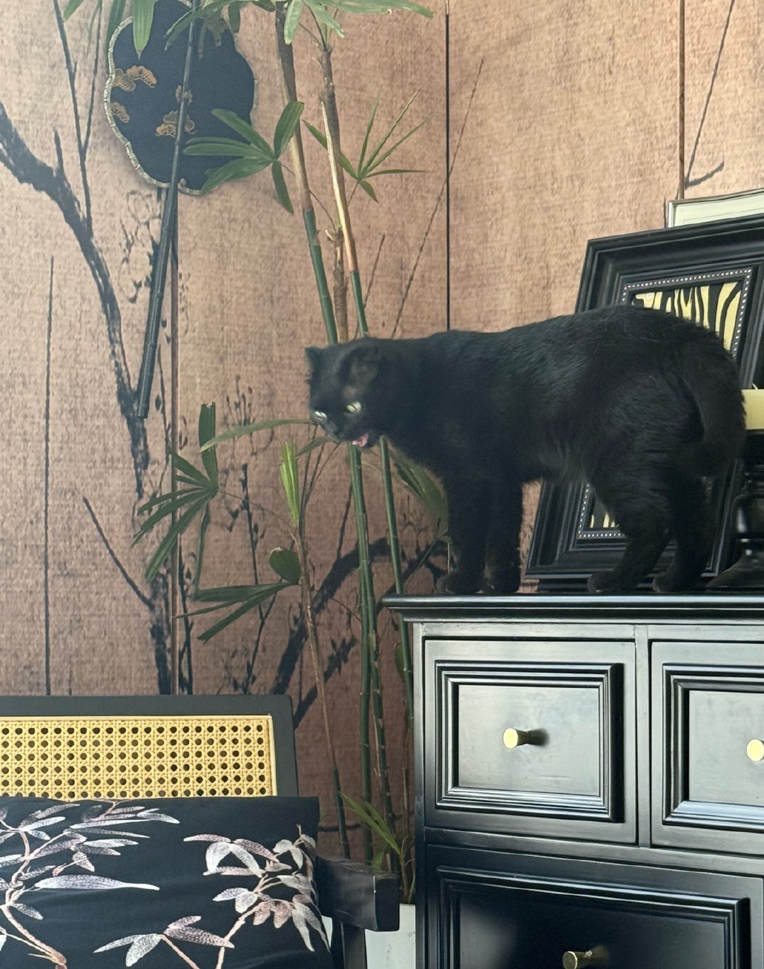 小黑猫很傲娇好不容易摸到给了我一个嫌弃的眼神cv倔强的小红军