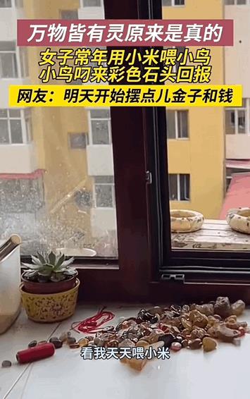 万物皆有灵性！黑龙江，女子常年用小米喂自家窗户外的小鸟，一天小鸟竟给女子叼来了彩