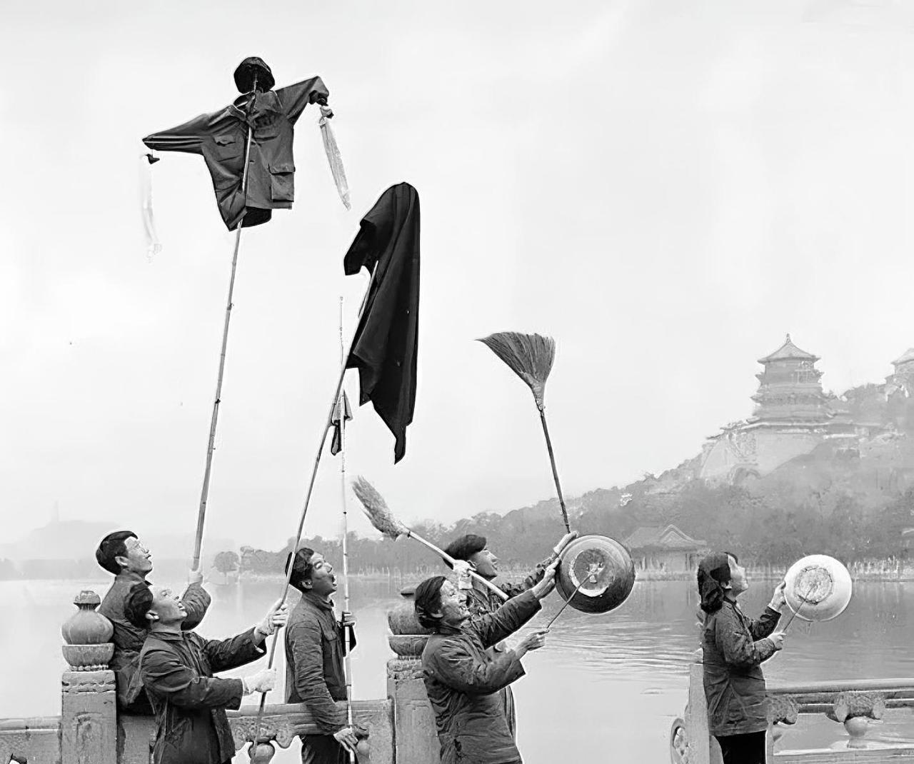 60多年前的老照片，人们在颐和园里驱赶什么？应该是麻雀吧，因为那个时候它是