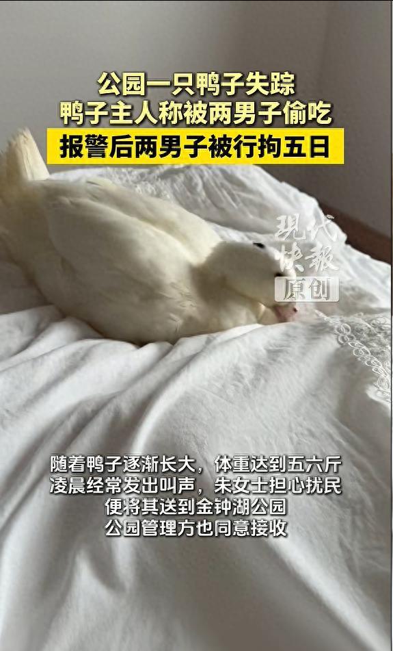 这下摊事了！广东中山，两名男子看公园里面的鸭子长得不错，就趁着没人将其套走回家吃