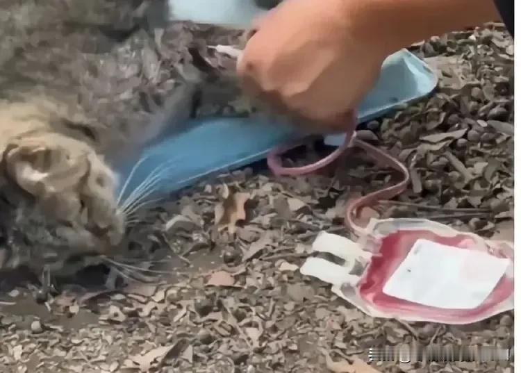 现在的宠物医院，为了治疗宠物猫挣钱，用的猫血绝大多数都是从流浪猫身上抽取的。他们
