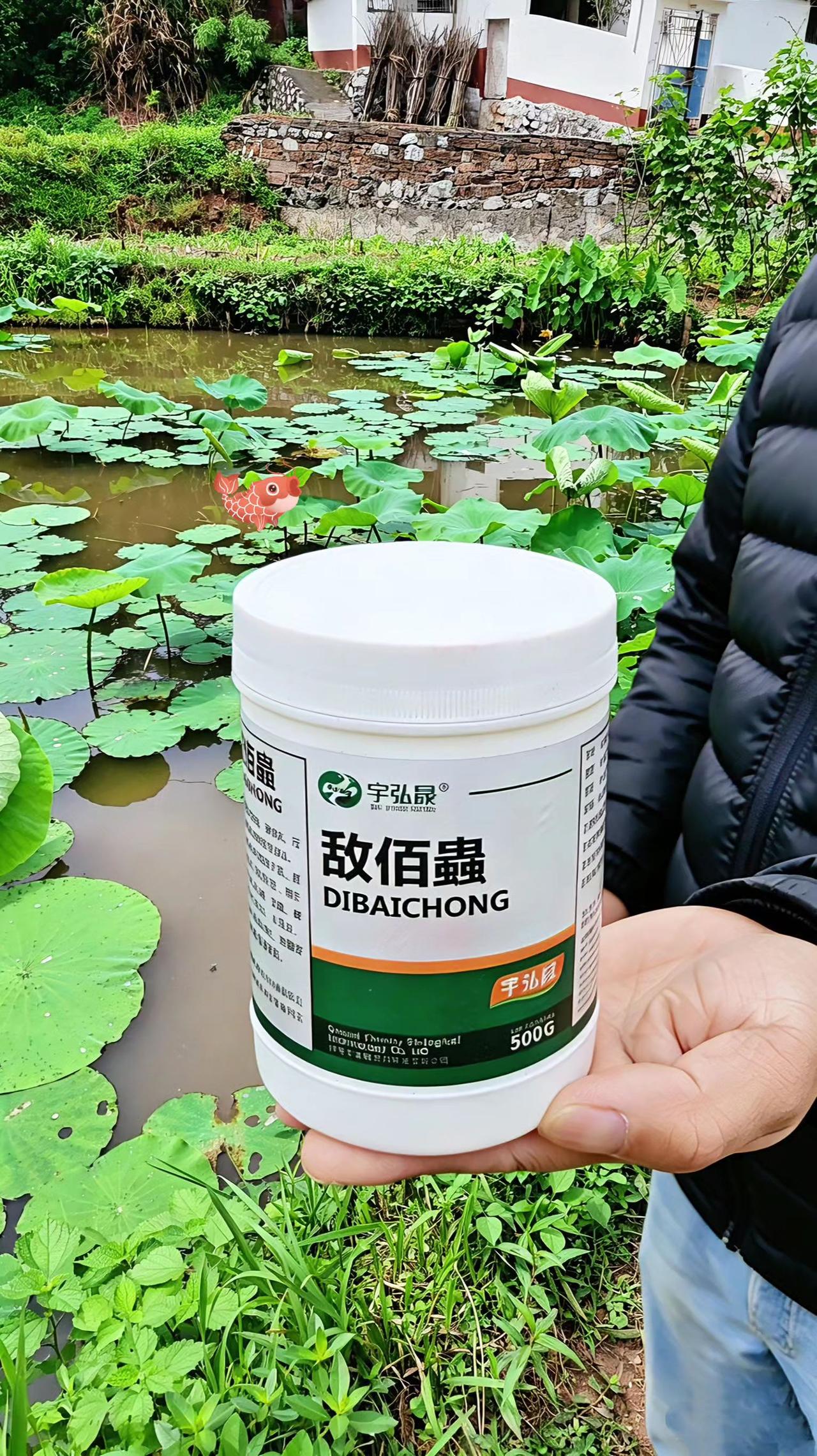 敌佰蟲鱼塘养殖鲢鱼鲤鱼草鱼