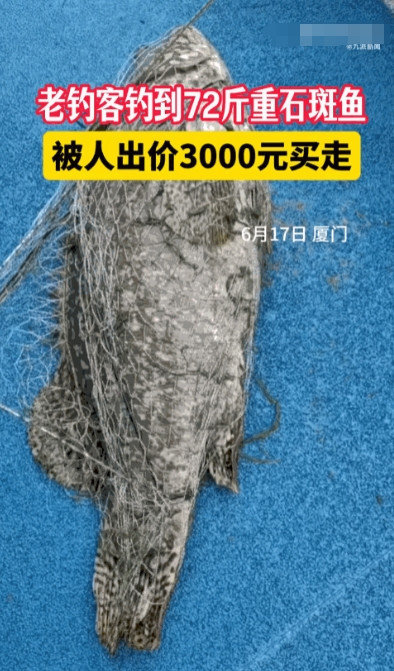 这就是命啊！福建厦门，一男子冒雨在河边钓鱼时，竟钓上来一条72斤重的石斑鱼！更让
