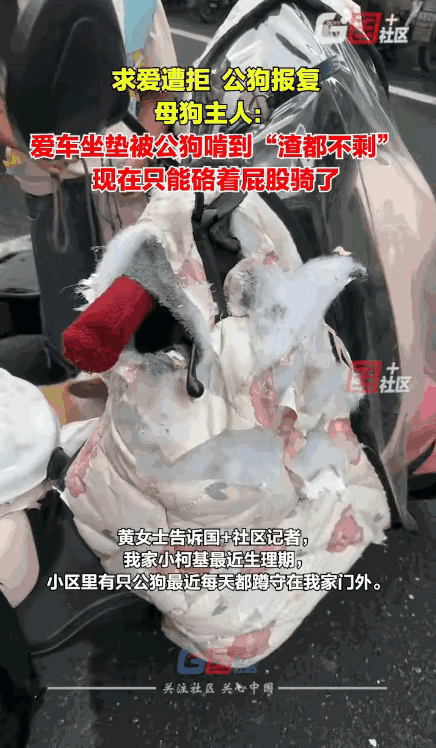 笑不活了家人们！合肥黄女士家柯基发情，小区一只公狗天天守门口“求爱”，她不