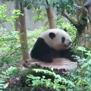熊猫守护者①☀️极好764，🉑蹭，🈲快🧱②与极好的人hu动或🧱?