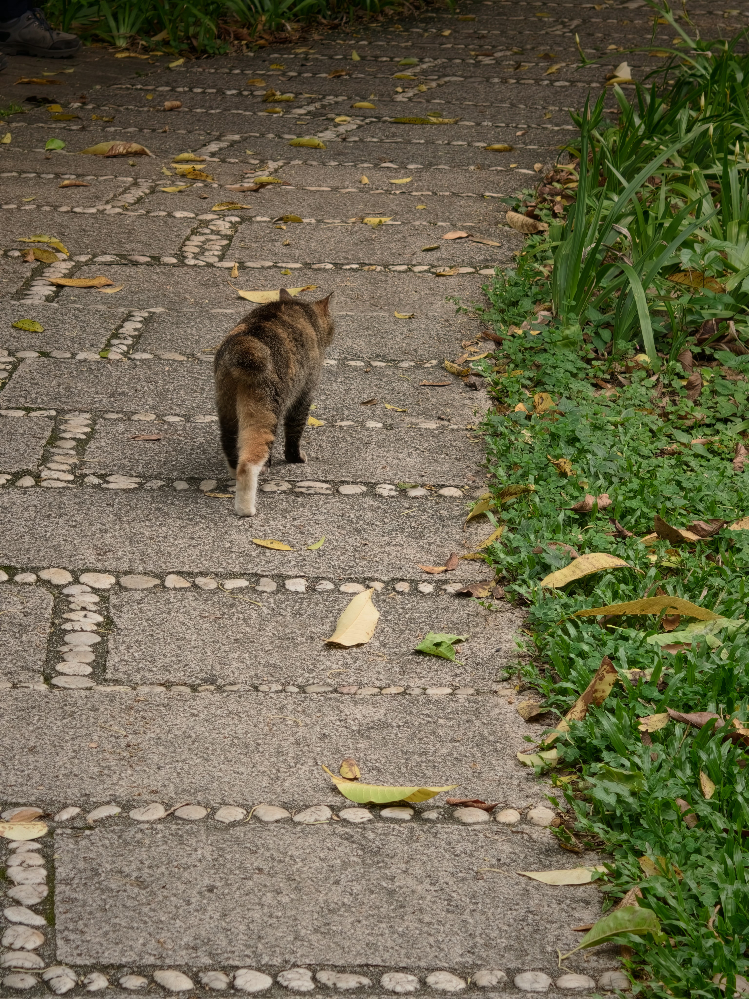 广州的公园好多野生猫猫哦，大部分都不怕人，走近了随便撸，还会用头撞我的手广州