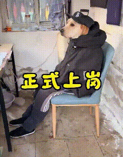 这主人是真狗啊，开始以为是一个玩具，结果是只真狗！这段子满天飞，虽然平时也看到