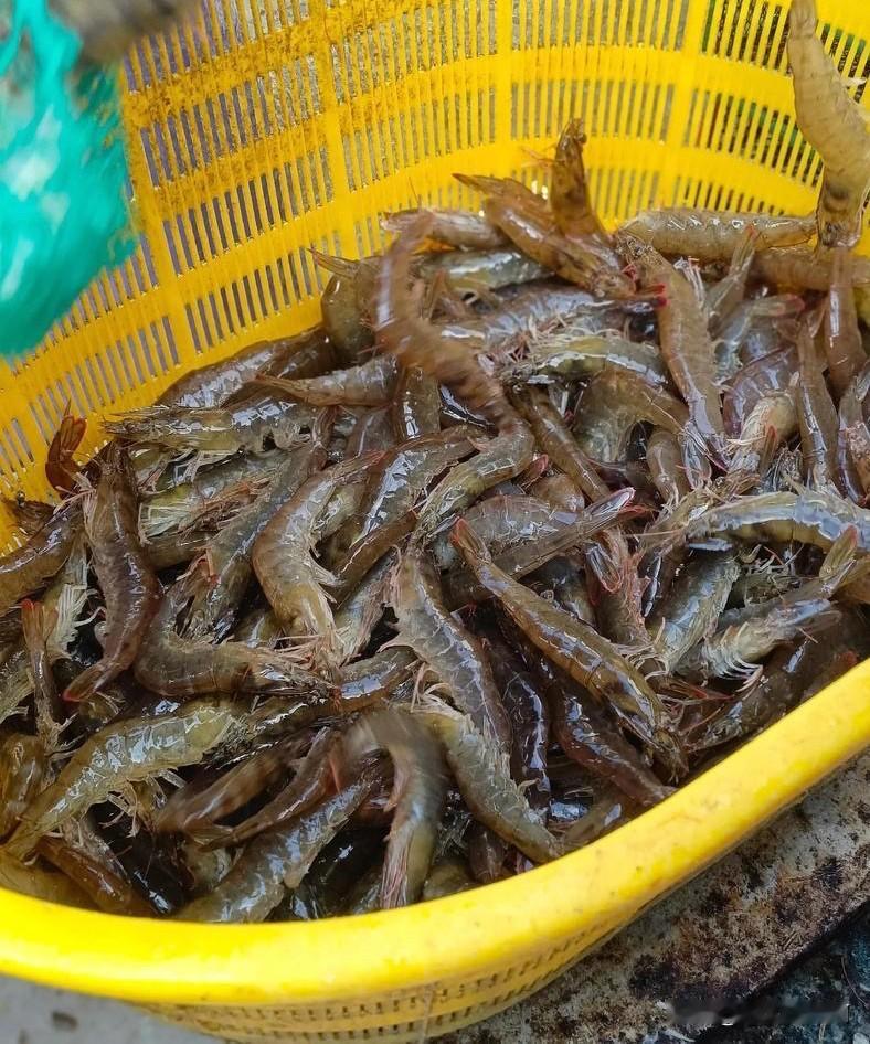 有的客户吧咋说呢，就是她不懂吧还死犟。她说她在市场买虾，边下有个青岛本地老头明