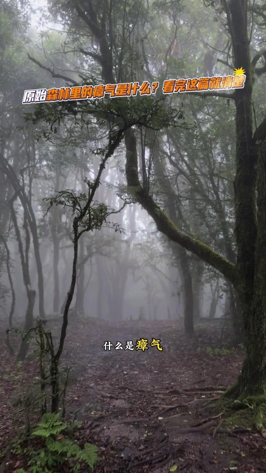 首先要知道，瘴气不是传说中神秘的夺命毒气，而是湿地密闭环境里，动植物遗体经微生物