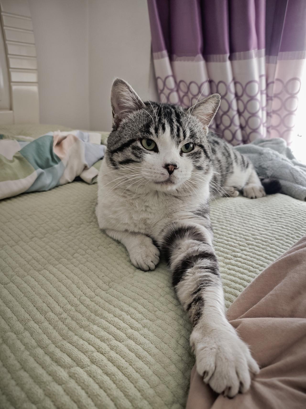 我们家的也是，大猫生了三只小猫找领养，一个一个都被我老公劝退了，说是不放心。本