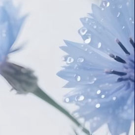 0000矢车菊种植1、种子种植矢车菊适合用种子直接播种，需挑选颗粒饱满、无虫蛀的