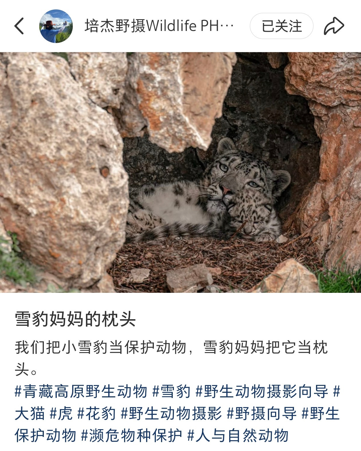 小雪豹：不是，妈？你这合适吗妈？[笑着哭][笑着哭][笑着哭][笑着哭]