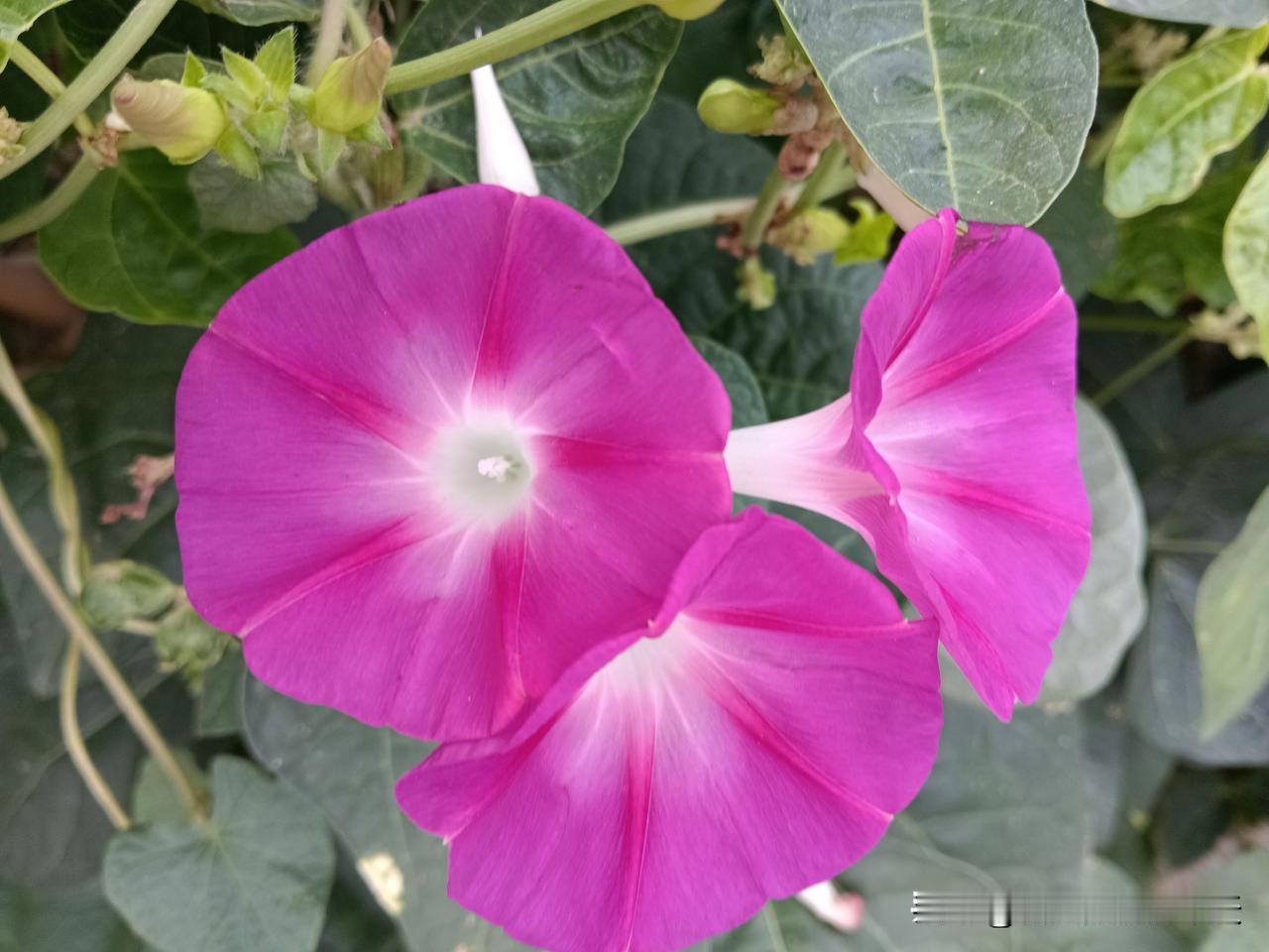 没有农药残留的9种蔬菜：1、竹笋，多年农药检测为零2、大蒜，是典型的辛辣