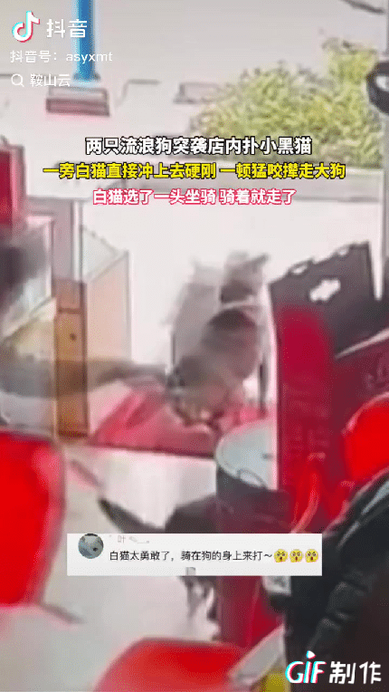 “太通人性了！”广东，一只小黑猫在店铺门口玩耍，不料被两只突然冲过来的流浪狗围住